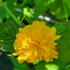 Kerria Japonica Pleniflora