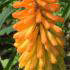 Kniphofia Uvaria. Red Hot Poker. Torch Lily for Sale Online with UK and Ireland delivery.