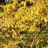 Koelreuteria Paniculata Coral Sun is a new variety of Golden Rain tree, beautiful foliage, deciduous tree, for sale online, UK delivery.