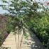 Koelreuteria Paniculata Pride of India Tree 1.5-1.75 m buy online UK.