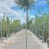 Koelreuteria Paniculata Pride of India Tree 2.5-3 m buy online UK.