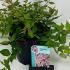 Kolkwitzia amabilis Beauty Bush 30-40 cm buy online UK.