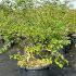 Kolkwitzia amabilis Beauty Bush 60-80 cm buy online UK.