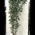 Laburnocytisus Adamii - Adams Laburnum 1.75-2 m buy online UK.