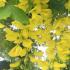 Laburnum Anagyroides is known as the Common Laburnum tree - part of our deciduous trees collection for sale online, UK delivery.