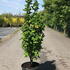 las 1-1.25 m buy online UK.
