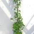 Laburnum Watereri Vossii 1.5-1.75 m buy online UK.