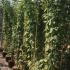 Laburnum Watereri Vossii 1.75-2 m buy online UK.
