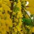 Laburnum watereri Vossii deciduous tree with yellow flowers