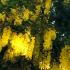Laburnum Watereri Vossii flowers in May, tree canopy with multiple blooms in a UK garden