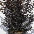 Lagerstroemia Black Diamond Best Red Crape Myrtle 60-80 cm buy online UK.