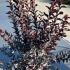Lagerstroemia Black Diamond Lavender Lace Crape Myrtle 60-80 cm buy online UK.