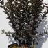 Lagerstroemia Black Diamond Mystic Magenta 60-80 cm buy online UK.