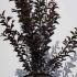 Lagerstroemia Shell Pink