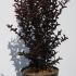 Lagerstroemia Black Diamond Crimson Red Crape Myrtle  80-100 cm buy online UK.