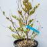 Lagerstroemia Indica Dynamite Crape Myrtle 40-60 cm buy online UK.