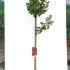 Lagerstroemia Indica Dynamite Crape Myrtle 1.3-1.5 m buy online UK.