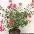 Lagerstroemia Indica Infinitini Watermelon Crape Myrtle 40-60 cm buy online UK.