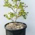 Lagerstroemia Indica Nivea White Flowering 40-60 cm buy online UK.