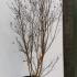 Lagerstroemia Indica Nivea White Flowering 1.75-2 m buy online UK.
