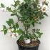 Lagerstroemia Indica Nivea White Flowering 30-50 cm buy online UK.