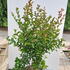 livi 1.25-1.5 m buy online UK.