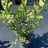 livi 60-80 cm buy online UK.