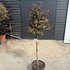 lir 1.3-1.5 m buy online UK.