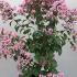 Lagerstroemia Indica Rhapsody In Pink Crape Myrtle 80-100 cm buy online UK.