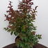 lir 60-80 cm buy online UK.
