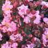 Lagerstroemia indica Rhapsody in Pink crape myrtle flowers in full bloom with soft pink petals