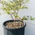 Lagerstroemia Indica Rosea Grassi 40-60 cm buy online UK.