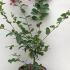 Lagerstroemia Indica Rosea Grassi 30-50 cm buy online UK.