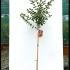 Lagerstroemia Indica Rosea Grassi 1.25-1.5 m buy online UK.