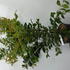 liv 60-80 cm buy online UK.