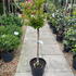 lirm 1-1.25 m buy online UK.