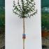 Lagerstroemia Indica Rubra Magnifica Red Flowering 1.3-1.5 m buy online UK.