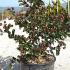 Lagerstroemia Indica Rubra Magnifica Red Flowering 60-80 cm buy online UK.