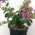 Lagerstroemia Indica Violacea Violet Crape Myrtle 40-60 cm buy online UK.