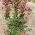 Lagerstroemia Indiya Charms Braise d-été Crape Myrtle 1-1.25 m buy online UK.