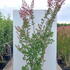 lsi 1.75-2 m buy online UK.