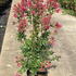 Lagerstroemia Indiya Charms Braise d-été Crape Myrtle 1-1.25 m buy online UK.