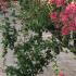 Lagerstroemia Indiya Charms Fuchsia d-été Crape Myrtle 1.5-1.75 m buy online UK.