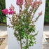 lic 1.75-2 m buy online UK.