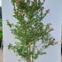 licn 1.25-1.5 m buy online UK.