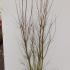 licn 1.25-1.5 m buy online UK.