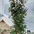 Lagerstroemia Indiya Charms Neige d-été Crape Myrtle 1.25-1.5 m buy online UK.