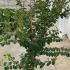 licv 1.25-1.5 m buy online UK.