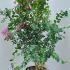 Lagerstroemia Indiya Charms Violet d-été Crape Myrtle 1.5-1.75 m buy online UK.