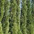 Extra large Leylandii trees for instant screening, buy online UK nationwide delivery